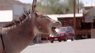 Visit the quirky mining town of Oatman, Arizona