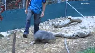 Happiest wombat ever goes crazy if you stop petting her