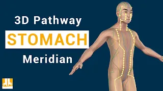 Stomach Meridian - 3D pathway from point to point