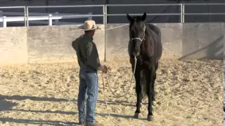 Groundwork basics with a 3 year old warmblood stallion