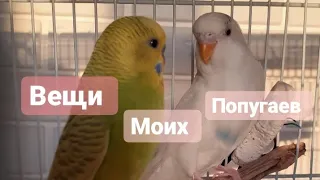 Все вещи моих попугаев|_volnistiki_lifee