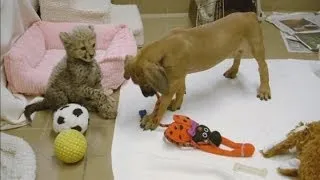 Cheetah and puppy make friends at San Diego zoo