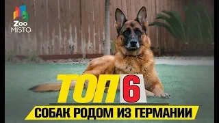 Топ 6 собак родом из Германии | Top 6 dogs native to Germany