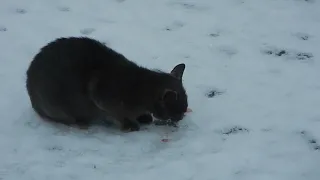 Лесной кот на зимней рыбалке