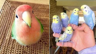 Baby Animals 🔴 Funny Parrots and Cute Birds Compilation (2021) Loros Adorables Recopilación #18