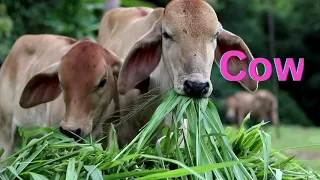 Cow