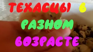 Как выглядят техасские перепела в возрасте от 1 до 20 дней