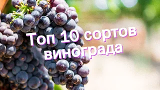 Топ 10 сортов винограда