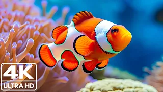The Best 4K Aquarium - The Most Beautiful Fish In The World, The Ultimate Underwater Escape