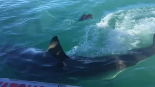 Massive Great White Shark passes the cage!