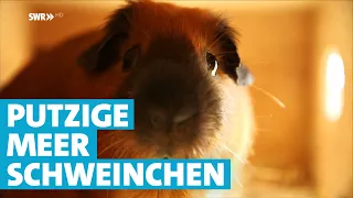 Rettung für verletzte Meerschweinchen