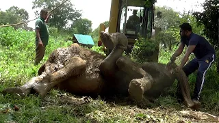 Innocent wild elephant | young tusker  Unable to standup by itself |Amazing elephant rescue moment.