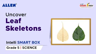 ALLEN Intelli SMART Box| Skeleton of a leaf| Make Skeleton of leaf| Science Activity Kit for Grade 5