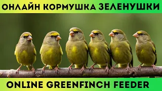 Кормушка для птиц онлайн ЗЕЛЕНУШКИ / Bird feeder online greenfinches