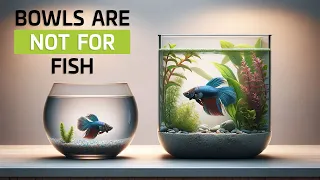 The Truth About Betta Fish and Small Bowl Tanks: What You Need to Know