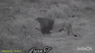 Male Lion in night vision at Garden route game lodge