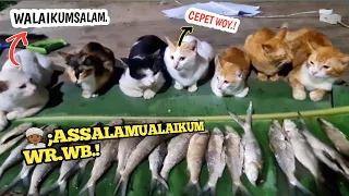 BIKIN NGAKAK🤣.! Video Kucing Lucu Denger Ceramah Babu Sebelum Makan, Aneh Tapi Nyata🤣.!