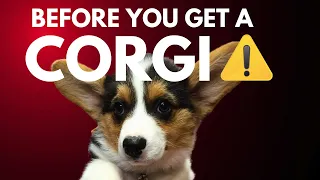 10 Reasons Why Corgis Are Not For You