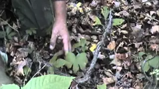 Identifying Ginseng and Goldenseal