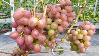 Дынька, Эльвира, Эфект и Триумф - вкуснейший виноград от Писанка О. М.