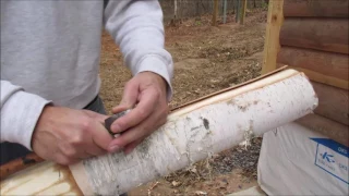 How to Peel Birch Bark