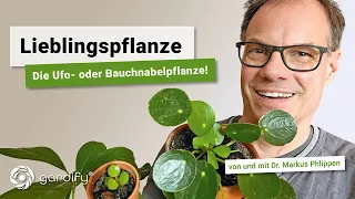 Lieblingspflanze: Die Ufopflanze oder Bauchnabelpflanze | gardify Tipps