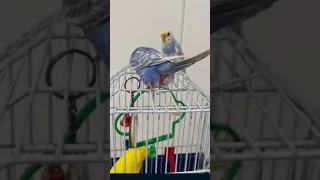 Live Budgies Parrot Laying Egg On The Cage | Budgies Laying Egg #shorts #budgies #viral #trending