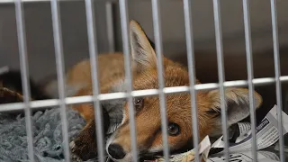 The Fight to Protect Urban Foxes | 24 Hours With | BBC Earth