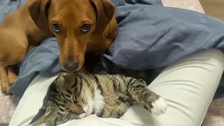 Dog and cat doing funny - Funny animale - Funny cat
