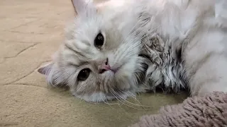 Gigantic Botfly Cuterebra Removal From Cats Tiny Kitten's Neck Nose