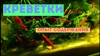 Креветки Вишни, Амано. Опыт содержания