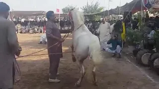 Peer papu shah Qureshi.....Wah Ghora wah....❤ONLY HORSE DANCE 🐎❤ .......