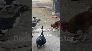 Duck vs rooster fight . Live