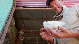 In Joel Salatin's Footsteps: How this Couple are Regenerative Farming in Australia.