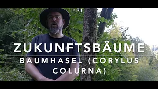 Zukunftsbäume - Baumhasel (Corylus colurna)