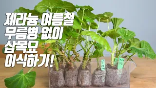 제라늄 무름병 줄이는 삽목묘 이식과 관리법 주의사항 - 홈가드닝 아파트정원 Pelargonium HomeGardening#Pelargonium