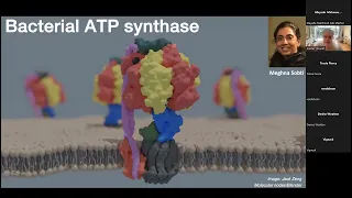Transporting drugs and protons: E. coli ATP synthase and human OCT1.