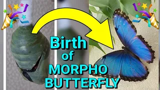 Morpho Butterfly Birth from Cocon 🦋 // Miracle of Life