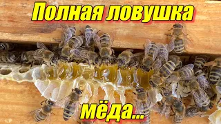 Ловушка полная мёда…
