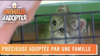 Précieuse adoptée par une famille très aimante - Animaux À Adopter