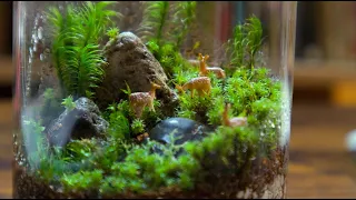 【moss 2】create this micro-garden with moss in 4 steps for beginners #terrarium