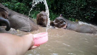 Santuario de Elefantes Tailandia 2019 | ''Toto Elephant Sanctuary'' | Chiang Mai