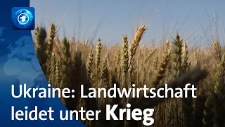 Krieg gegen die Ukraine: Dramatische Folgen für die Landwirtschaft