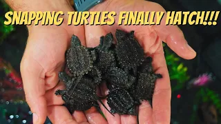 SUPER EASY way to Save and Incubate Snapping Turtle Eggs!!