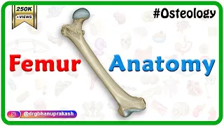 Femur Anatomy (Osteology) - General features , Attachments , Development #anatomy #MBBS #usmle #NMC