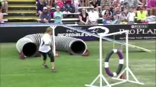 Large Dog Agility 1st Place - Incredible Dog Challenge 2015 Huntington Beach, CA