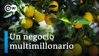 El precio de nuestro jugo de naranja | DW Documental