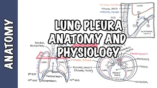 Lung Pleura - Clinical Anatomy and Physiology