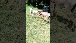 donkey new funny video#shorts #youtubeviralvideo #funny $#youtube