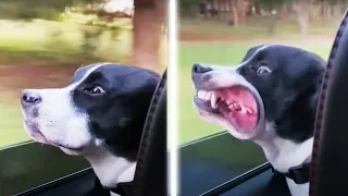 These Funny Cats And Dogs Will Make Your Day!! 🐶😂AFV 2022